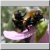 Merodon equestris - Narzissenschwebfliege 02.jpg
